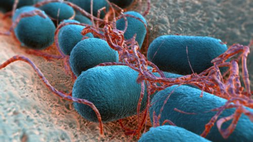 کشف جدید دانشمندان در مورد باکتری E.coli؛ دوست یا دشمن؟