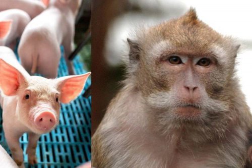 تولد خوک های دارای سلول های میمون در چین