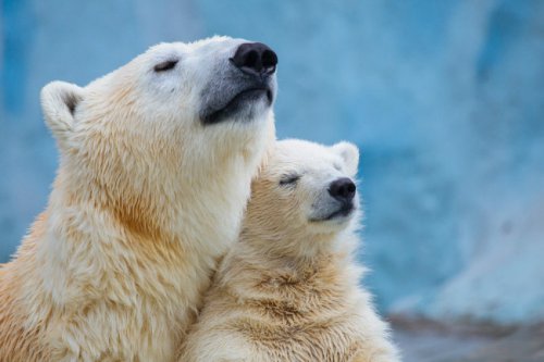 دانشمندان با الهام از موهای خرس قطبی عایق بهتری ساختند