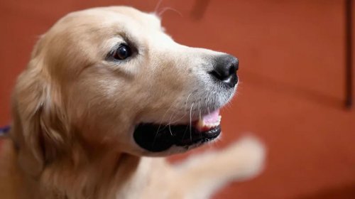 یافته های جدید از تفاوت مغز نژادهای مختلف سگ حکایت دارند